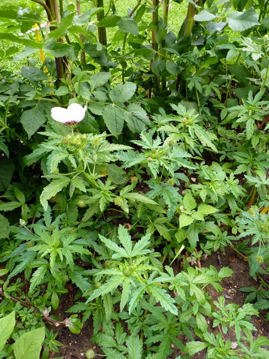 Hibiscus cannabinus